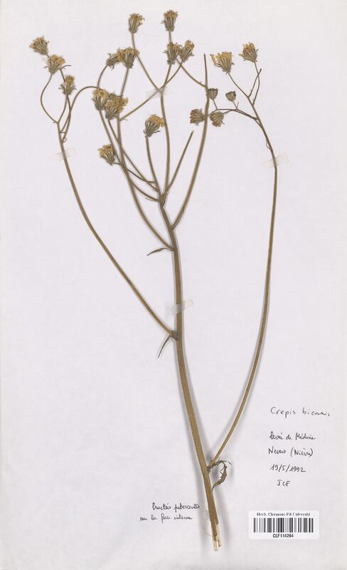 Crepis biennnis (Asteraceae)