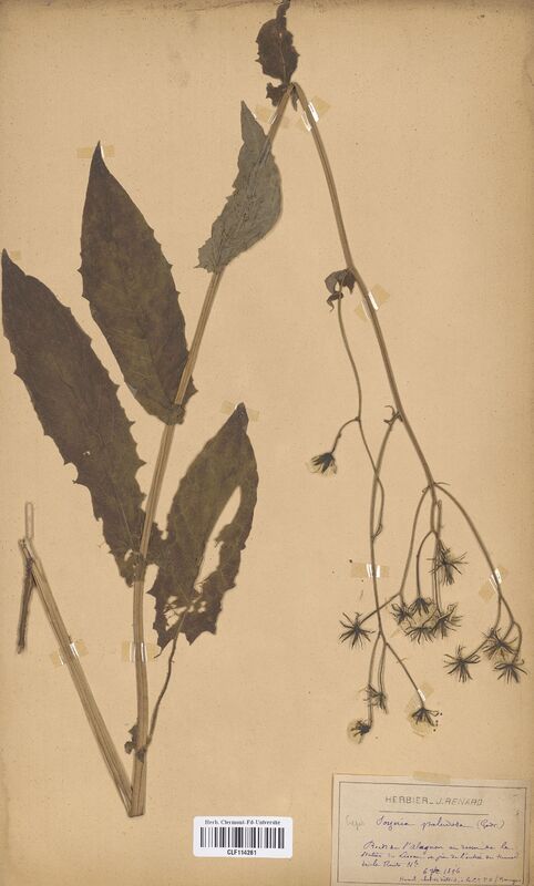 Crepis paludosa (Asteraceae)