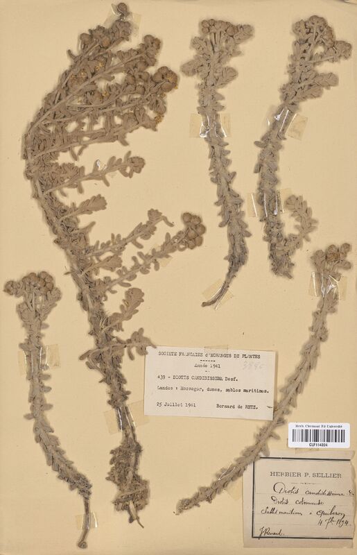Diotis candidissima (Asteraceae)