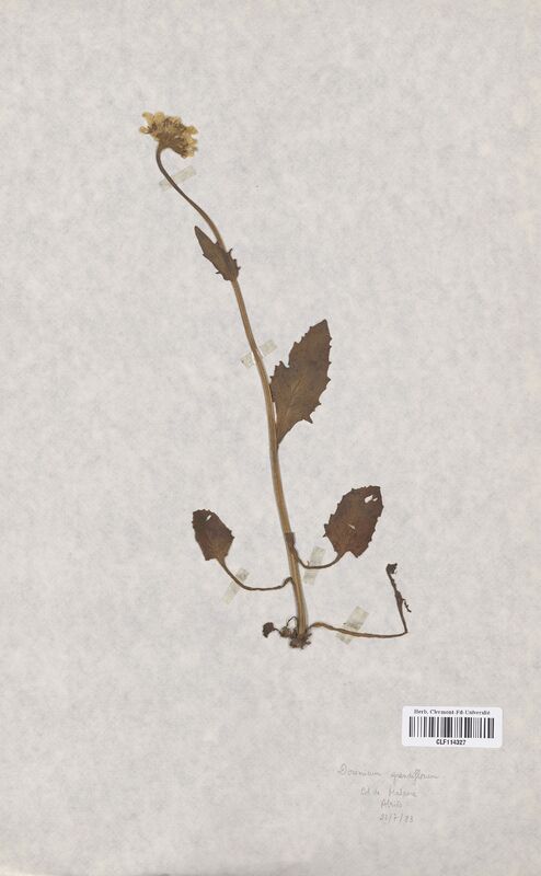 Doronicum grandiflorum (Asteraceae)