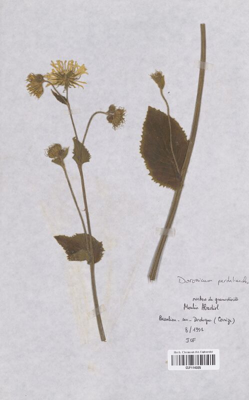 Doronicum pardalianches (Asteraceae)