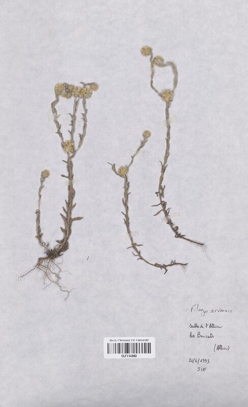Filago arvensis (Asteraceae)