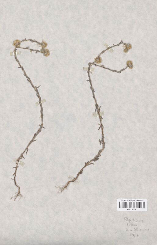 Filago lutescens (Asteraceae)