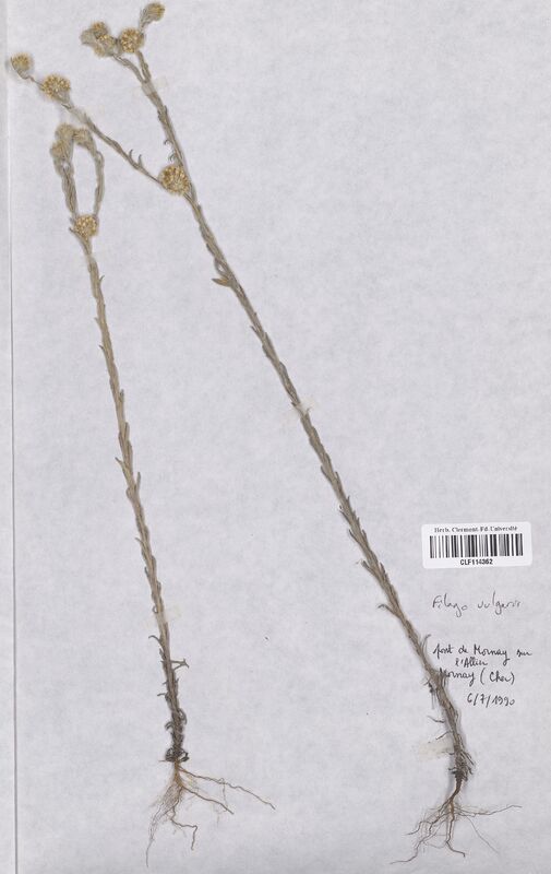Filago vulgaris (Asteraceae)