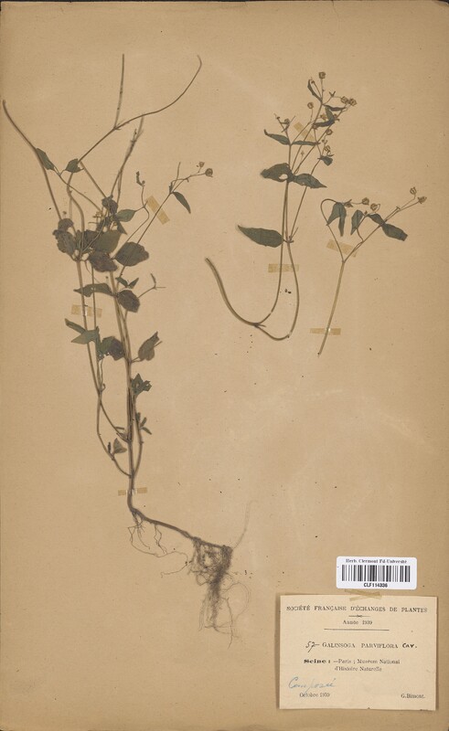 Galinsoga parviflora (Asteraceae)