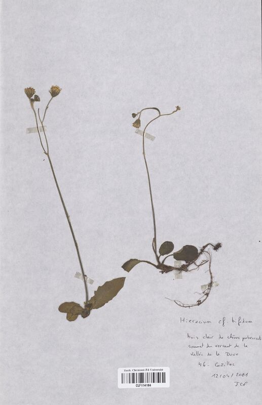 Hieracium bifidum (Asteraceae)