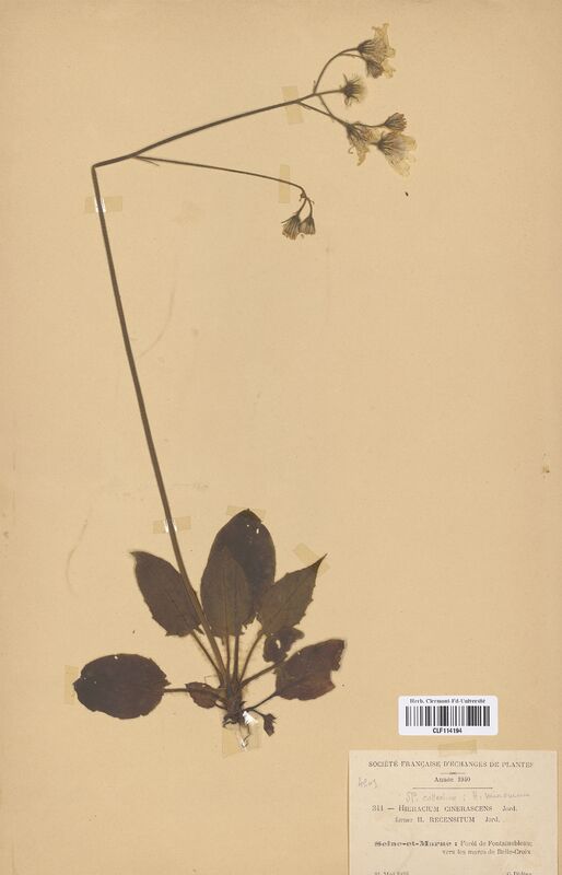 Hieracium cinerascens (Asteraceae)