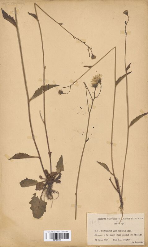 Hieracium consociatum (Asteraceae)