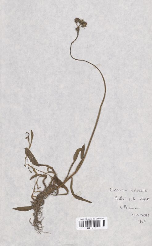 Hieracium lactucella (Asteraceae)