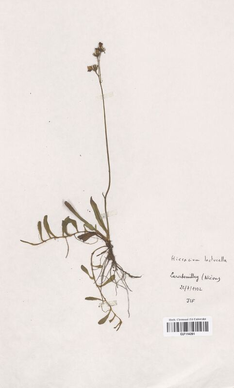 Hieracium lactucella (Asteraceae)