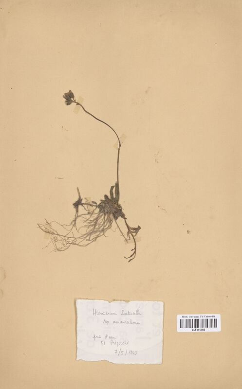Hieracium lactucella amaureilema (Asteraceae)