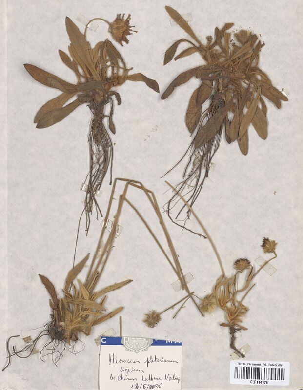 Hieracium peleterianum ligericum (Asteraceae)