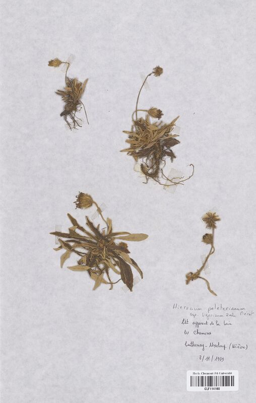 Hieracium peleterianum ligericum (Asteraceae)