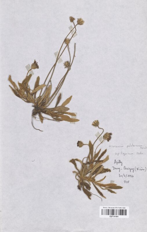 Hieracium peleterianum (Asteraceae)