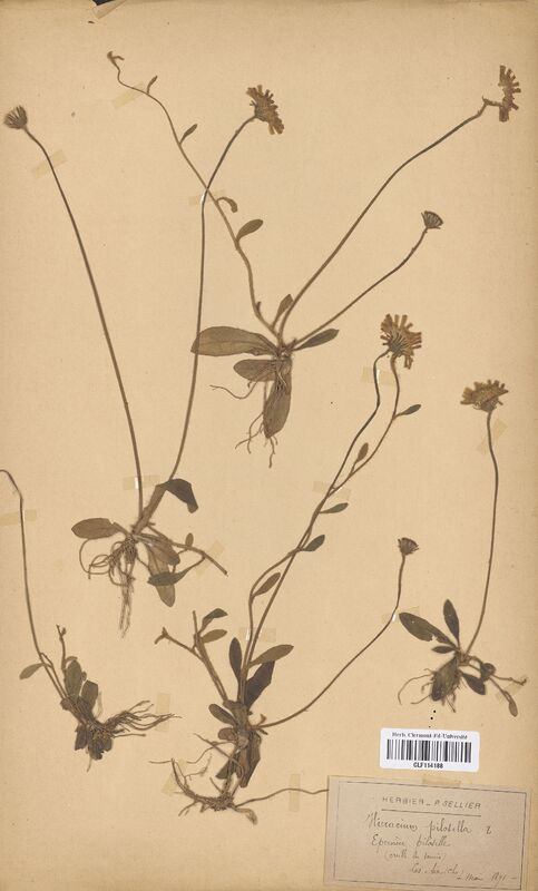Hieracium pilosella (Asteraceae)