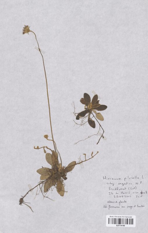 Hieracium pilosella (Asteraceae)