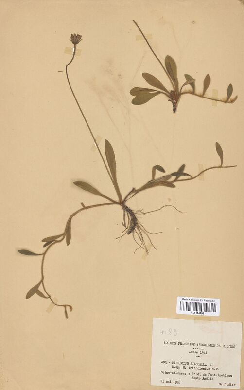 Hieracium pilosella tricholepium (Asteraceae)