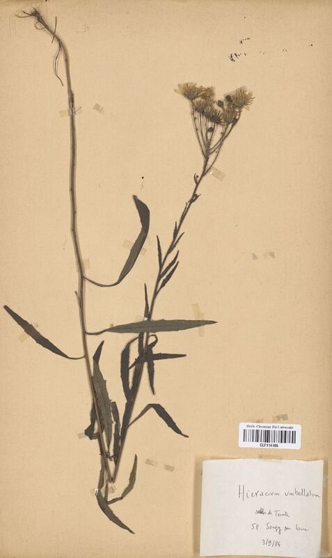 Hieracium umbellatum (Asteraceae)