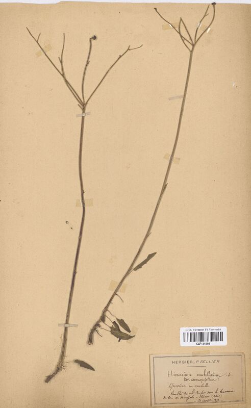 Hieracium umbellatum (Asteraceae)
