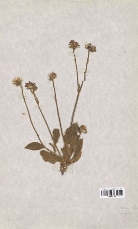 Hieracium villosum (Asteraceae)