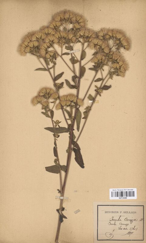 Inula conyza (Asteraceae)