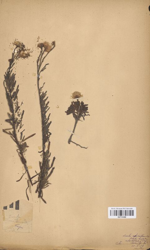 Inula crithmoides (Asteraceae)
