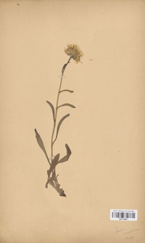 Inula montana (Asteraceae)