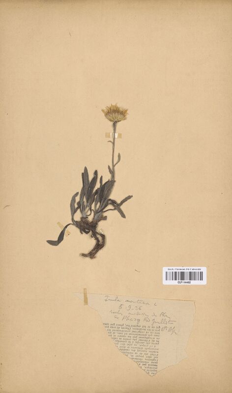 Inula montana (Asteraceae)