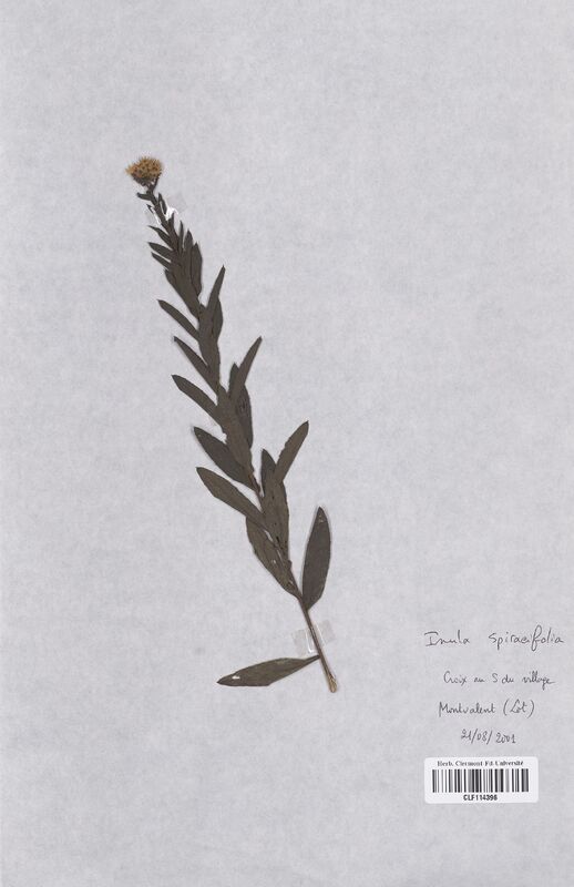 Inula spiraeifolia (Asteraceae)