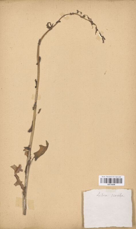 Lactuca scariola (Asteraceae)