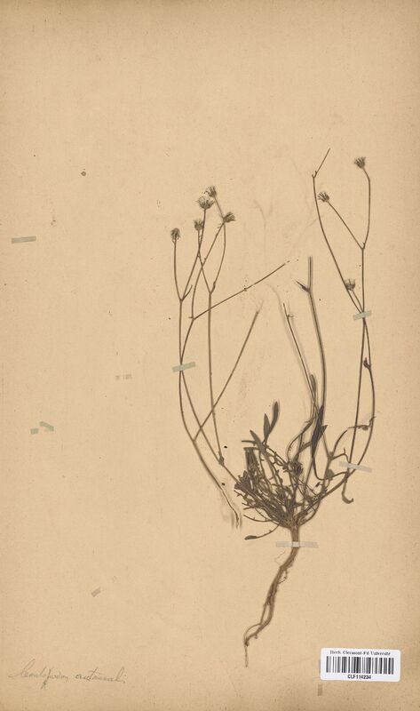 Leontodon autumnalis (Asteraceae)