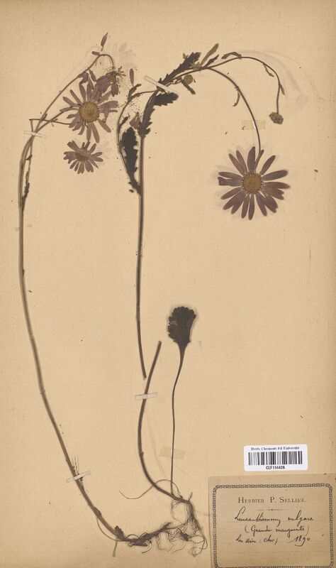 Leucanthemum vulgare (Asteraceae)
