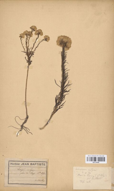 Linosyris vulgaris (Asteraceae)