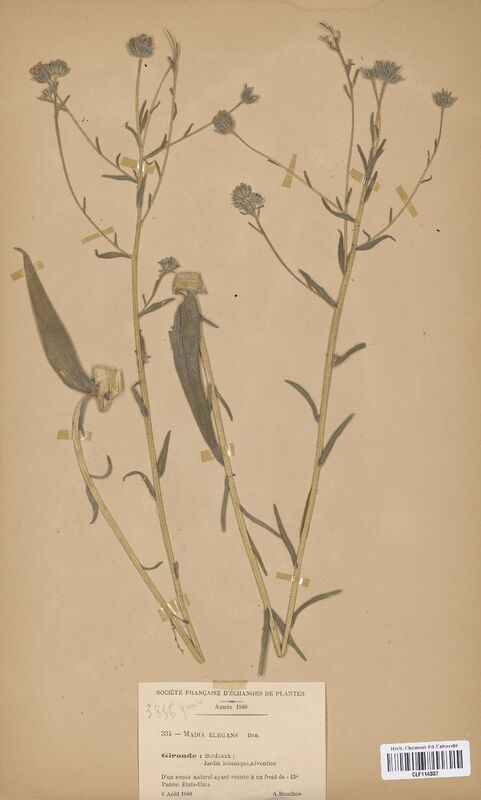 Madia elegans (Asteraceae)