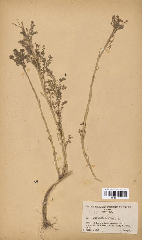 Matricaria discoidea (Asteraceae)