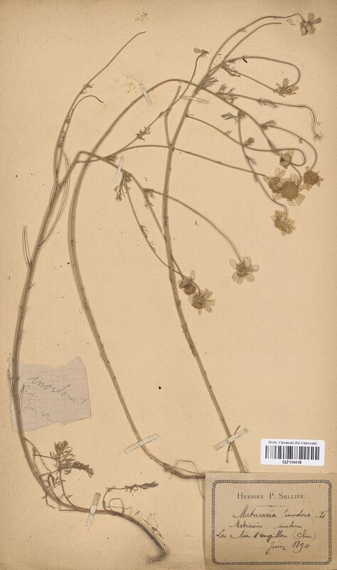Matricaria inodora (Asteraceae)