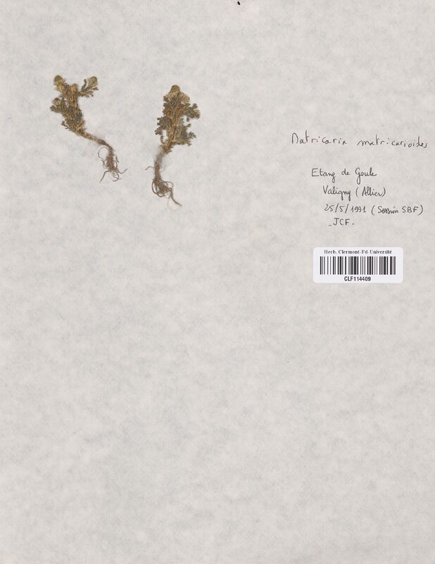 Matricaria matricarioides (Asteraceae)
