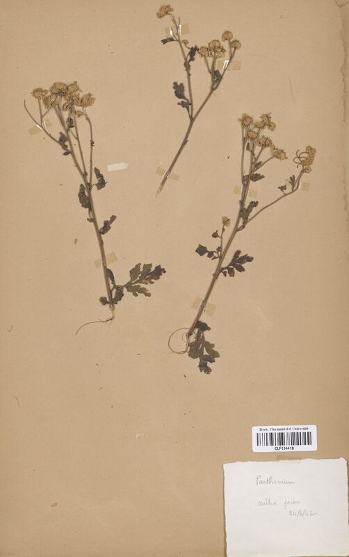 Parthenium (Asteraceae)