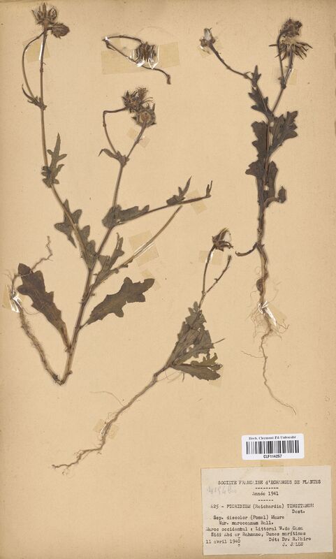Picridium tingitanum discolor maroccanum (Asteraceae)