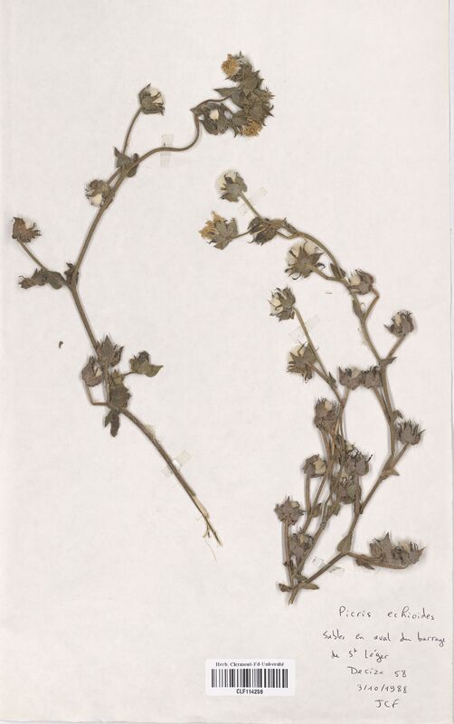 Picris hieracoides (Asteraceae)