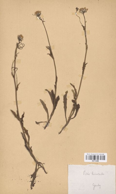 Picris hieracoides (Asteraceae)