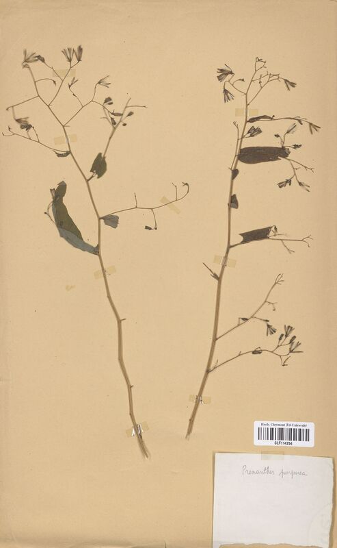 Prenanthes purpurea (Asteraceae)