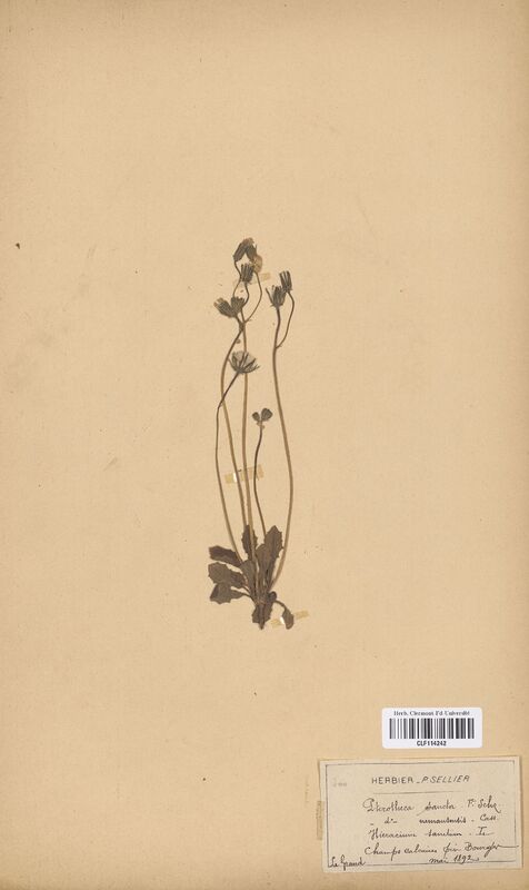 Pterotheca sancta (Asteraceae)