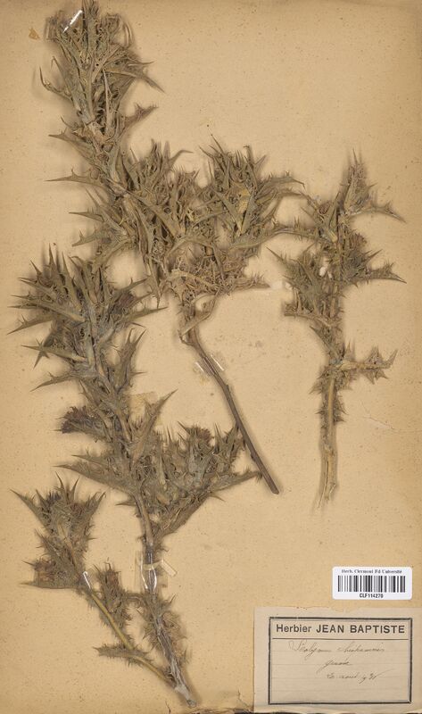 Scolymus hispanicus (Asteraceae)