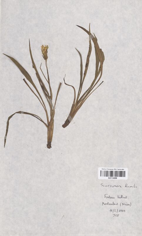 Scorzonera humilis (Asteraceae)