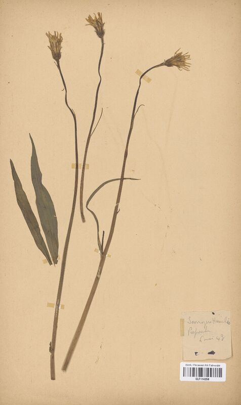 Scorzonera humilis (Asteraceae)