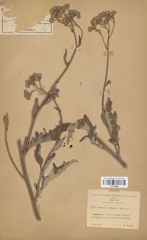 Senecio ambiguus (Asteraceae)
