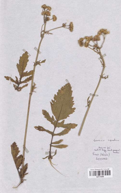 Senecio aquaticus  (Asteraceae)