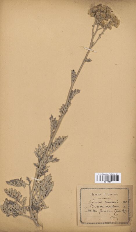 Senecio cyneraria (Asteraceae)