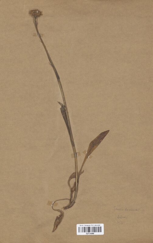 Senecio doronicum (Asteraceae)